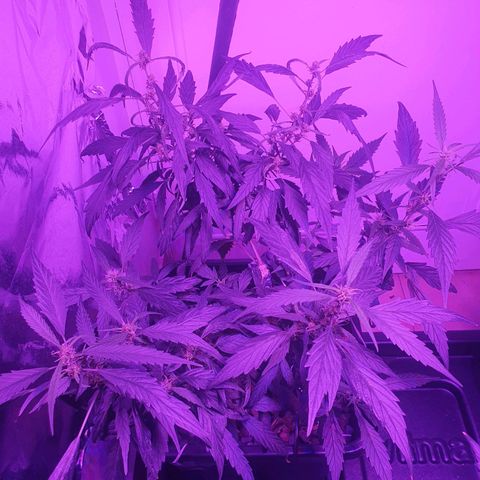 Unknown strain growlog timeline photo