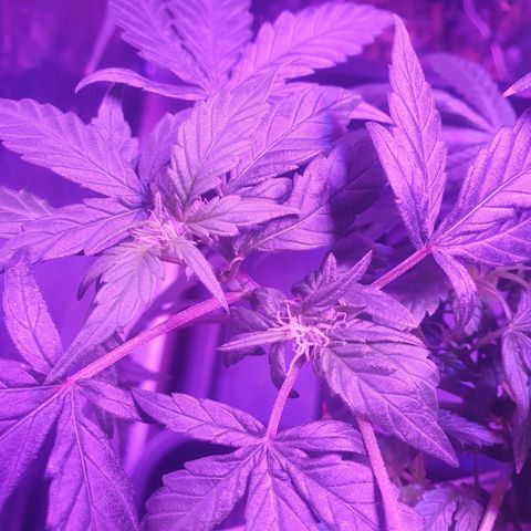 Unknown strain growlog timeline photo