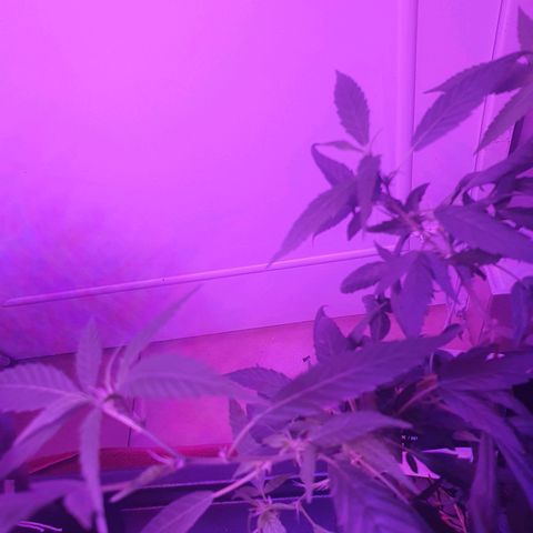 Unknown strain growlog timeline photo