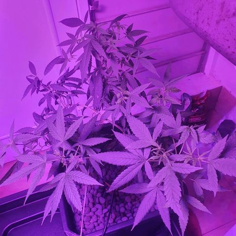 Unknown strain growlog timeline photo