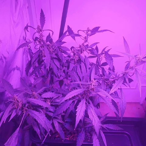 Unknown strain growlog timeline photo