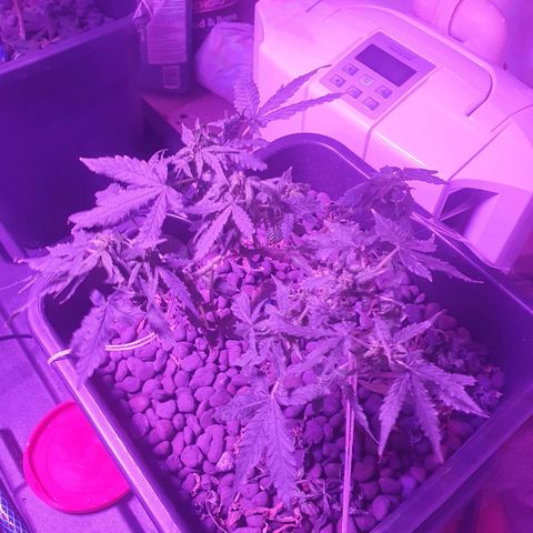 Unknown strain growlog timeline photo