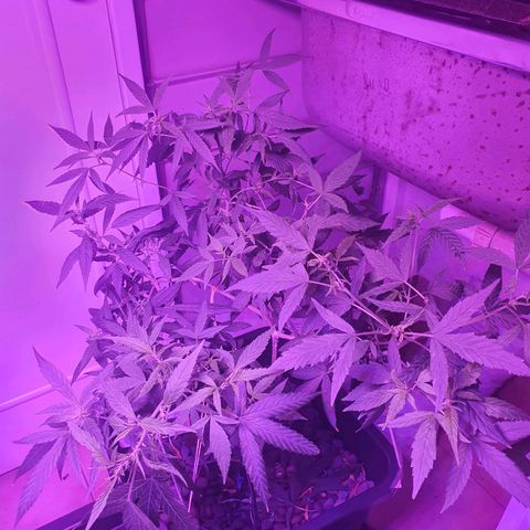 Unknown strain growlog timeline photo