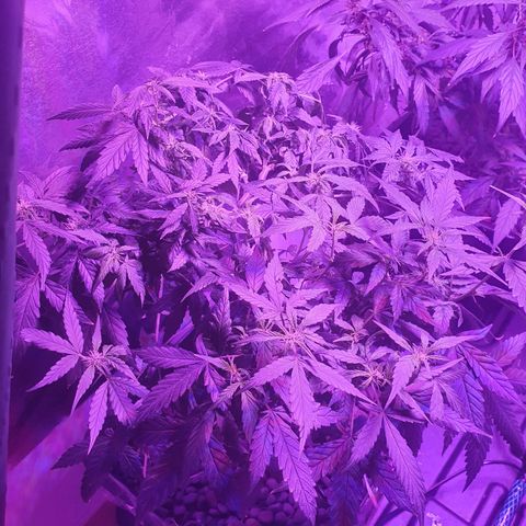Unknown strain growlog timeline photo