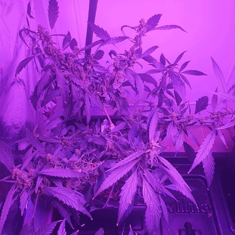 Unknown strain growlog timeline photo