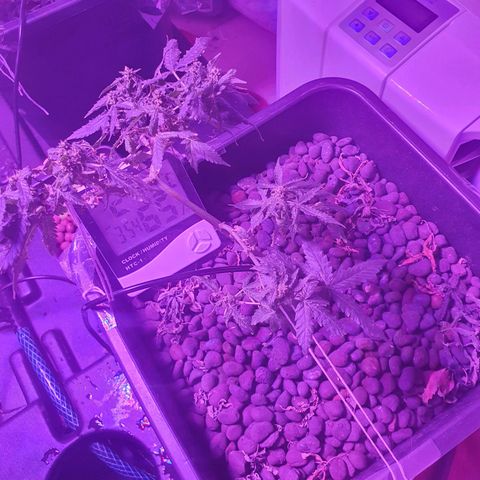 Unknown strain growlog timeline photo