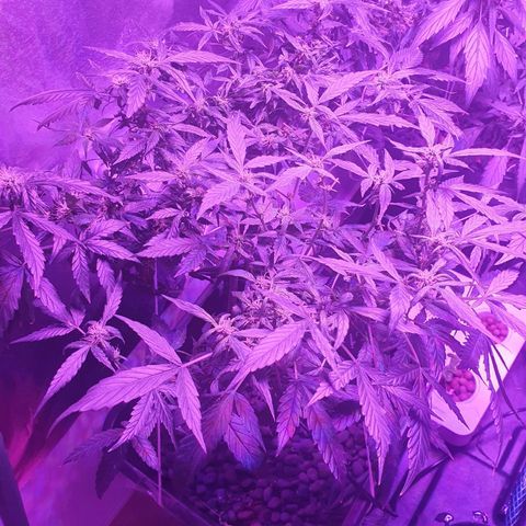Unknown strain growlog timeline photo