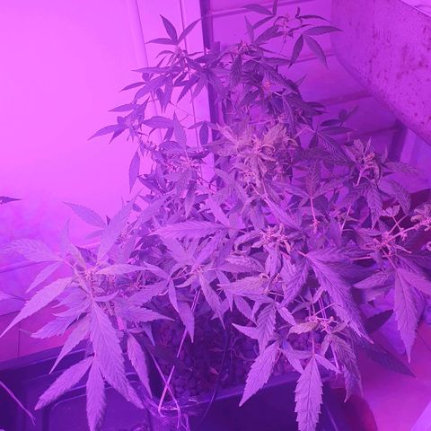 Unknown strain growlog timeline photo