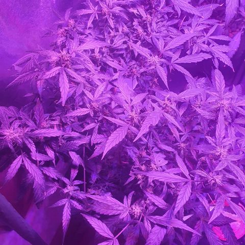 Unknown strain growlog timeline photo