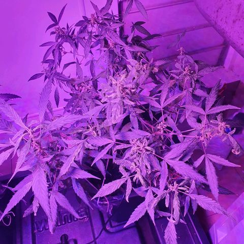 Unknown strain growlog timeline photo