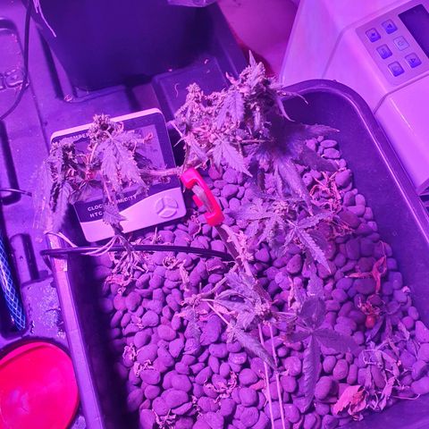 Unknown strain growlog timeline photo