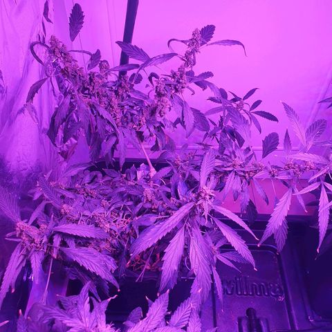 Unknown strain growlog timeline photo