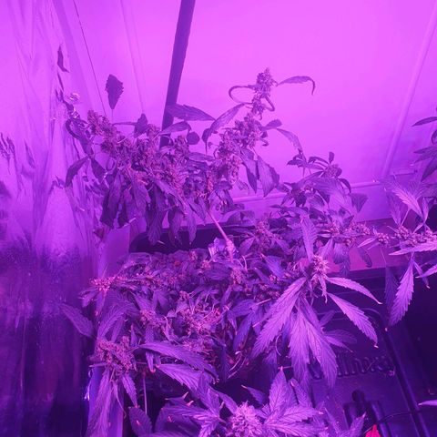 Unknown strain growlog timeline photo