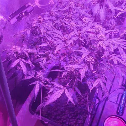 Unknown strain growlog timeline photo