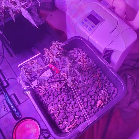 Unknown strain growlog timeline photo