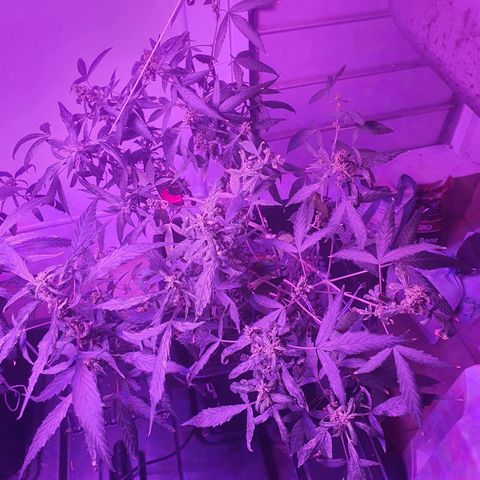 Unknown strain growlog timeline photo