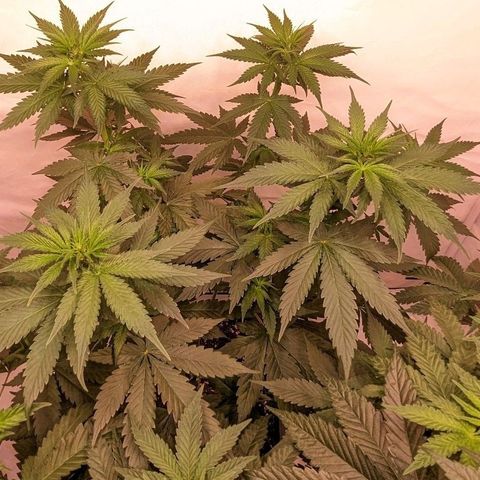 Glookies Strain by Barneys Farm  growlog photo