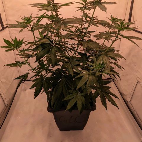 Glookies Strain by Barneys Farm  growlog photo