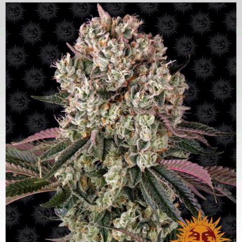 Glookies Strain by Barneys Farm  growlog photo