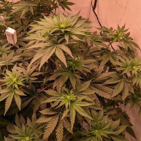 Ayahuasca Purple von Barneys Farm  growlog timeline photo