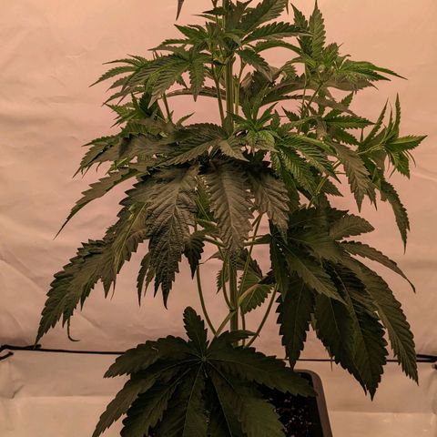 Euforia ® growlog timeline photo