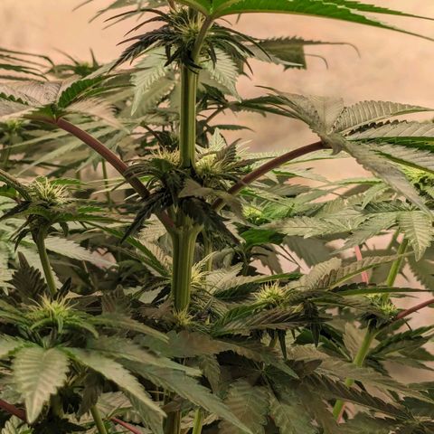 Ayahuasca Purple von Barneys Farm  growlog timeline photo