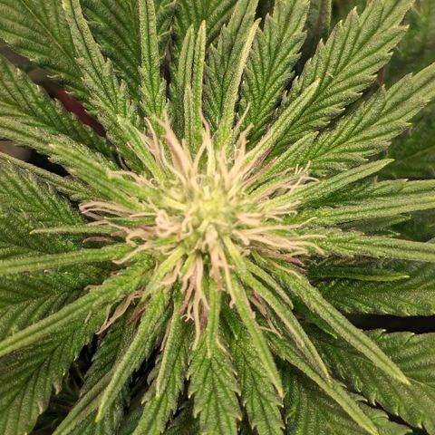 Ayahuasca Purple von Barneys Farm  growlog timeline photo