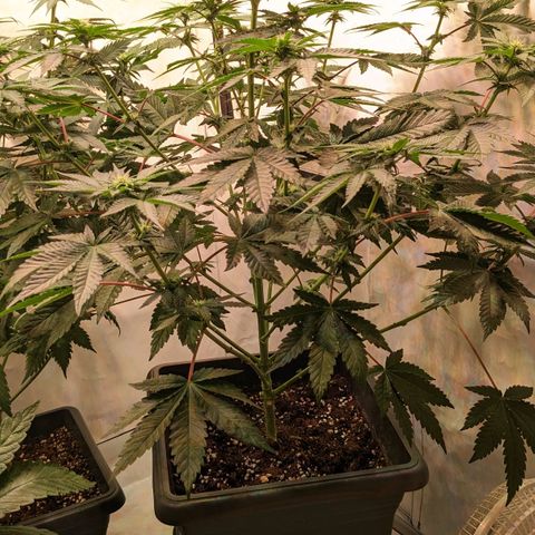 Ayahuasca Purple von Barneys Farm  growlog timeline photo