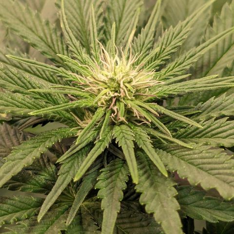 Ayahuasca Purple von Barneys Farm  growlog timeline photo