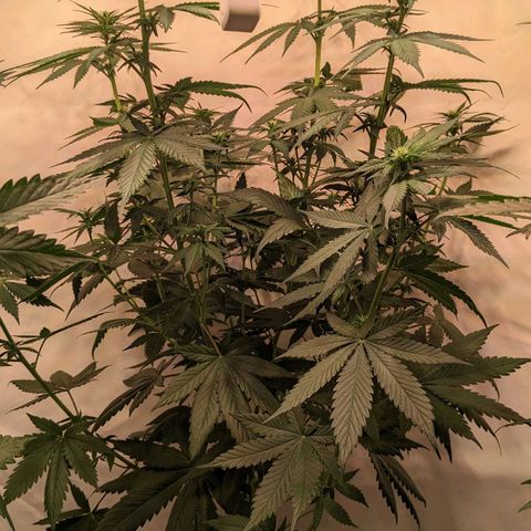 Glookies Strain by Barneys Farm  growlog photo