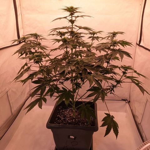 Ayahuasca Purple von Barneys Farm  growlog timeline photo