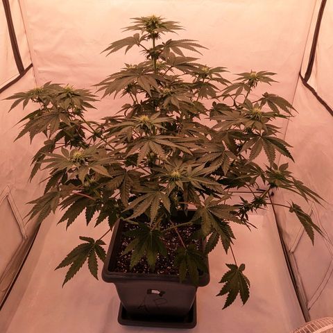 Ayahuasca Purple von Barneys Farm  growlog timeline photo