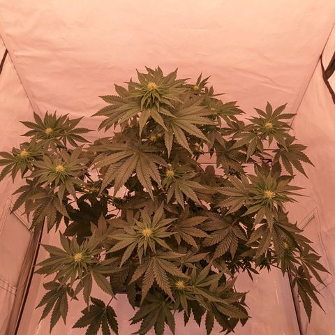 Ayahuasca Purple von Barneys Farm  growlog timeline photo