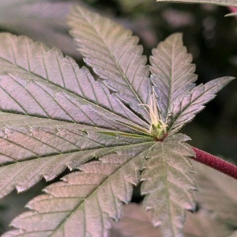 Ayahuasca Purple von Barneys Farm  growlog timeline photo