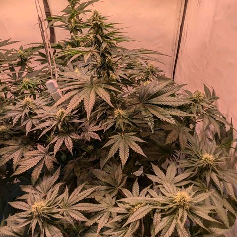 Ayahuasca Purple von Barneys Farm  growlog timeline photo