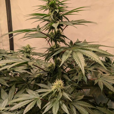Ayahuasca Purple von Barneys Farm  growlog timeline photo