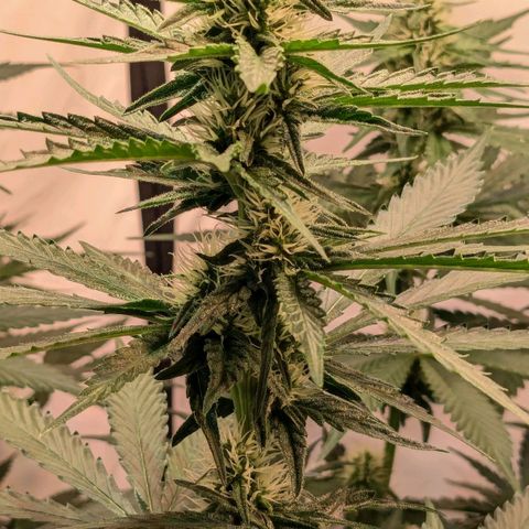 Glookies Strain by Barneys Farm  growlog photo