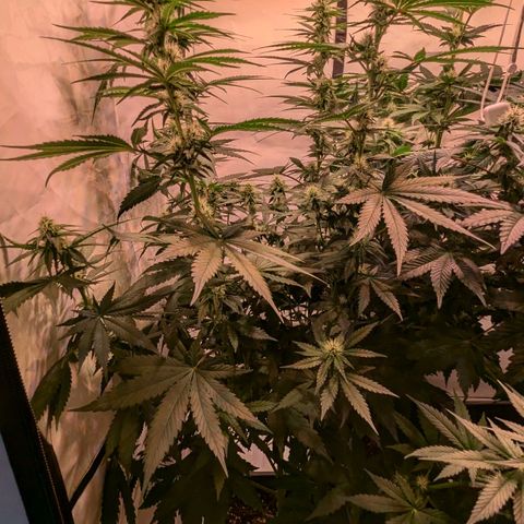Glookies Strain by Barneys Farm  growlog timeline photo