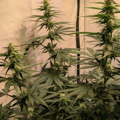 Glookies Strain by Barneys Farm  growlog timeline photo