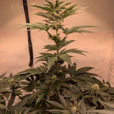Euforia ® growlog timeline photo