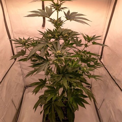 Euforia ® growlog timeline photo