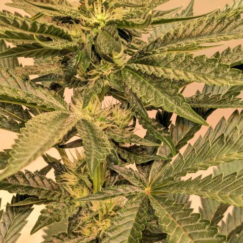 Euforia ® growlog timeline photo