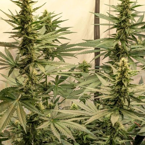 Glookies Strain by Barneys Farm  growlog timeline photo