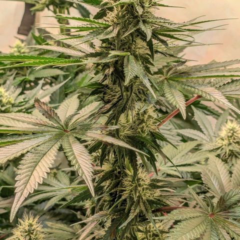 Ayahuasca Purple von Barneys Farm  growlog timeline photo