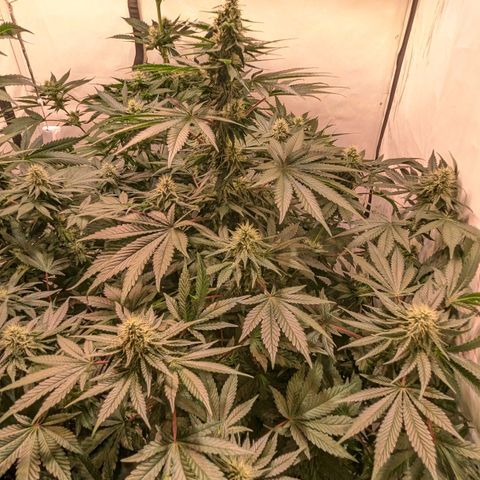 Ayahuasca Purple von Barneys Farm  growlog timeline photo
