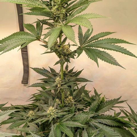 Euforia ® growlog timeline photo