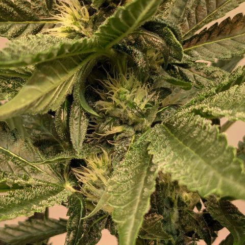 Euforia ® growlog timeline photo
