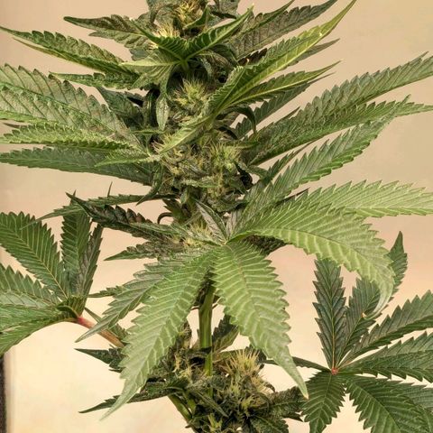 Euforia ® growlog timeline photo