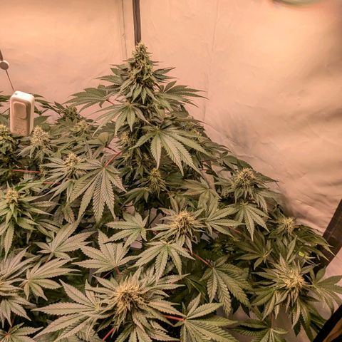 Ayahuasca Purple von Barneys Farm  growlog timeline photo