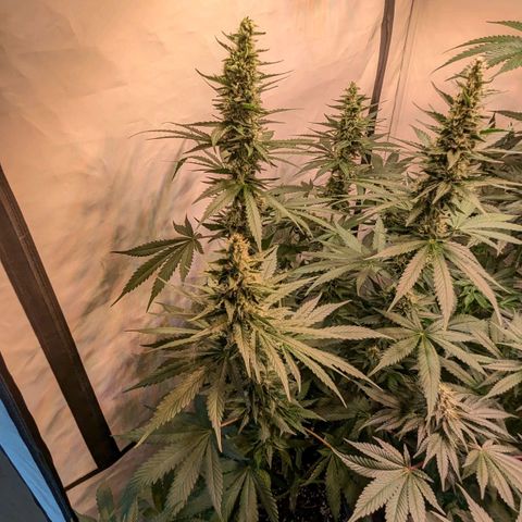 Glookies Strain by Barneys Farm  growlog timeline photo